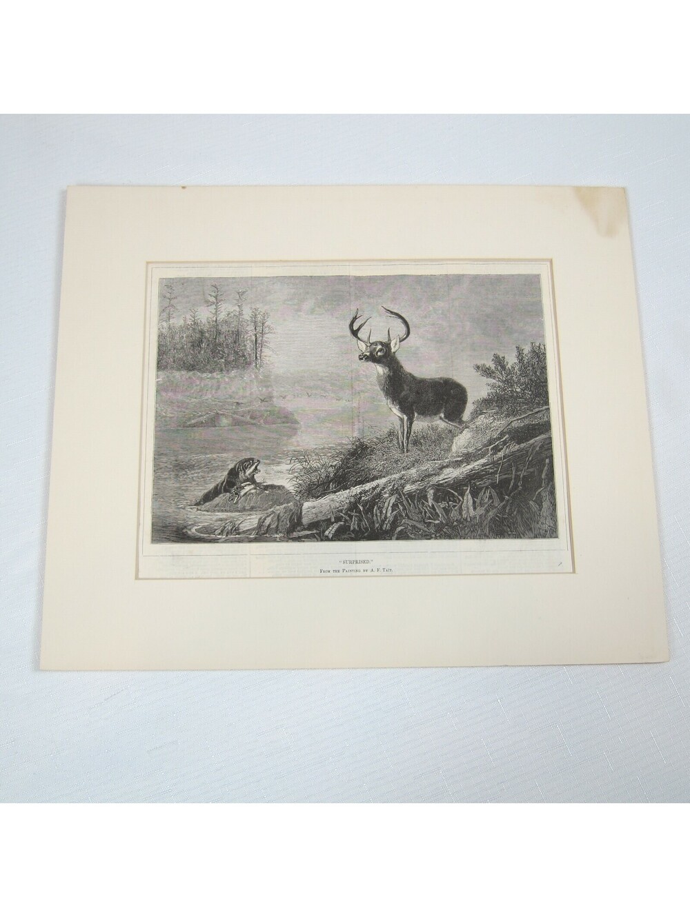 Antique 1800s Lake Deer Stag & Otter Print "Surprised" Arthur Fitzwilliam Tait